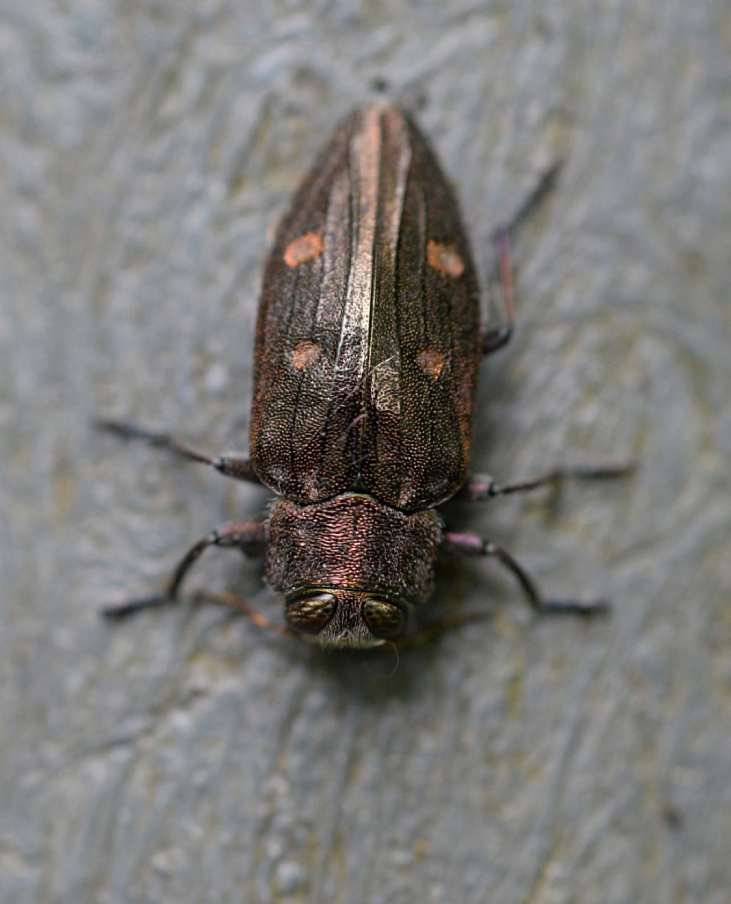 Buprestidae: Chrysobothris solieri
